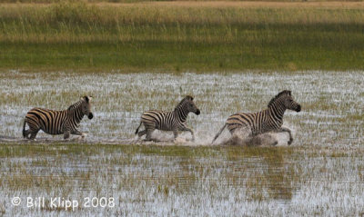 Zebra Running, Okavango 3