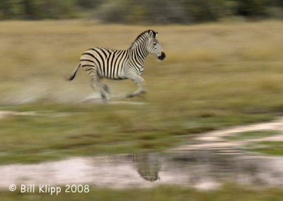 Zebra Running, Okavango 2