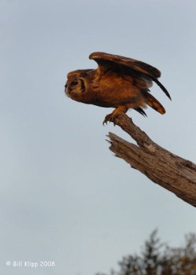 Eagle Owl, Okavango 1