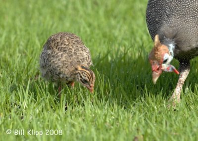 Guinea Fowl, Cape Town 4