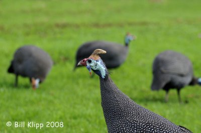 Guinea Fowl, Cape Town 3