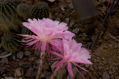 _MG_2890.jpg