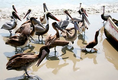 Noisy Pelicans