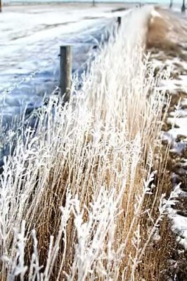 Winter Weeds