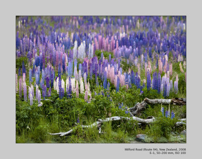 Mildford Road & Milford Sound