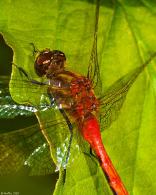 g1/57/624457/3/104617808.0g3Xsb3a.jpg