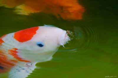 g1/57/624457/3/115762965.f1K1u7c5.jpg