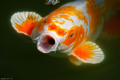 Koi Fish Gallery