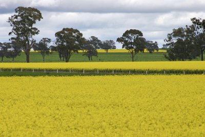 Canola fields