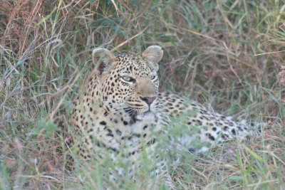 Sabi Sands