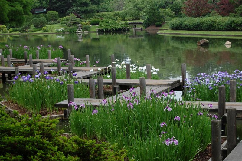 Irises in pond