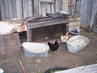 02Hens2.JPG