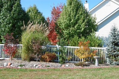 Fall trees