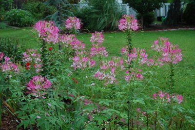 Pink flowers