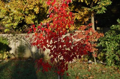 Red sunset maple
