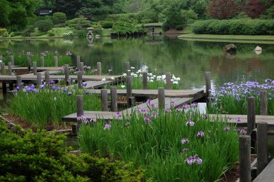 Irises in pond