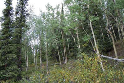 Day 2 Aspens