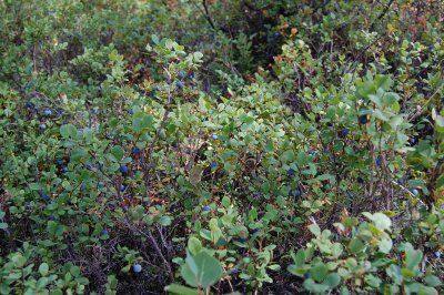 Day 4 Blueberries