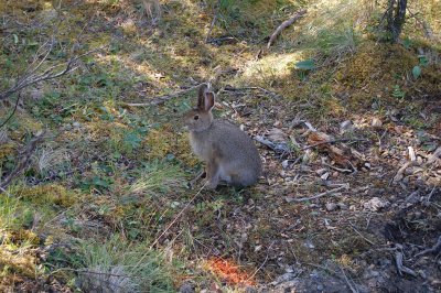 Day 4 Hare