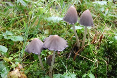 Day 7 Mushrooms2