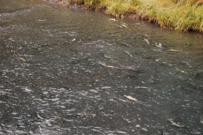 Day 7 River3 Spawning Salmon3