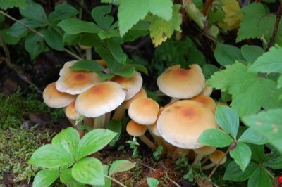 Day 8 Botanical Garden 2 Mushrooms