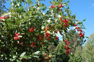 Apples