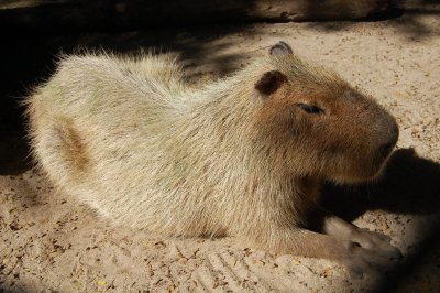 Capybara