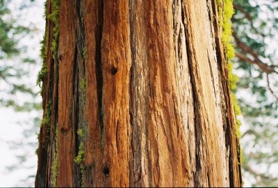 Sequoya trunk in California