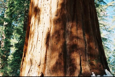 Bark of Sequoya in California