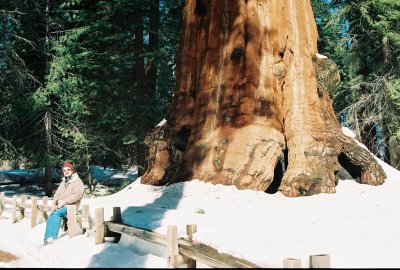 Vlad near sequoia