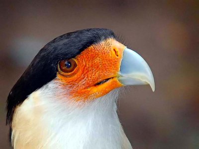 Crested Caracara