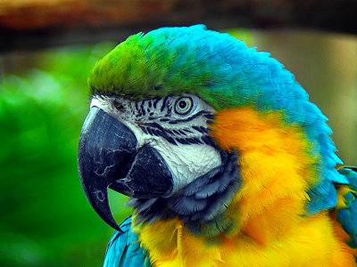 Parrot at the Alligator Farm