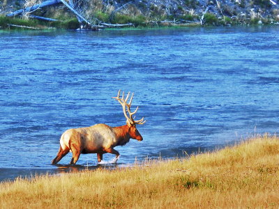Western Yellowstone Wildlife