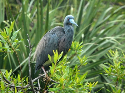 Heron In The Bushes