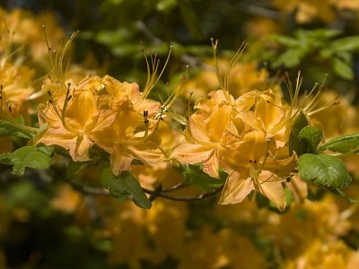 Parkway Flowers