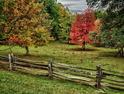 Fall Fence and Tree