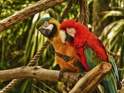 Posers On A Perch