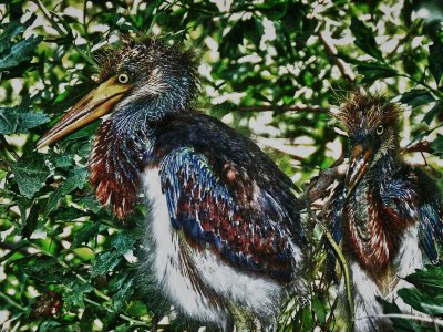 Youngsters at the Alligator Farm Rookery