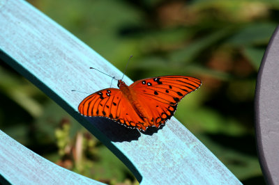 butterflies_hsv_botanical_gardens