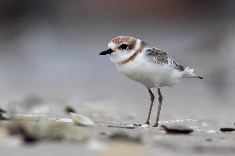 Malaysian Plover