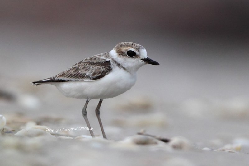 Malaysian Plover