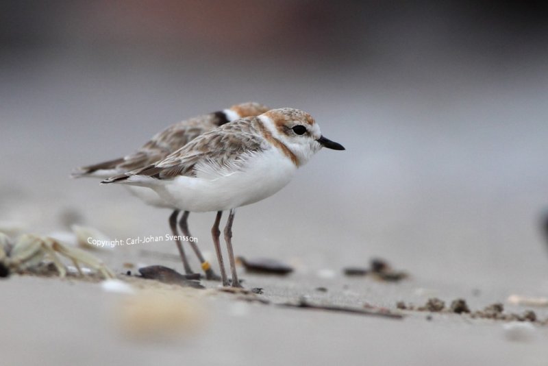 Malaysian Plover