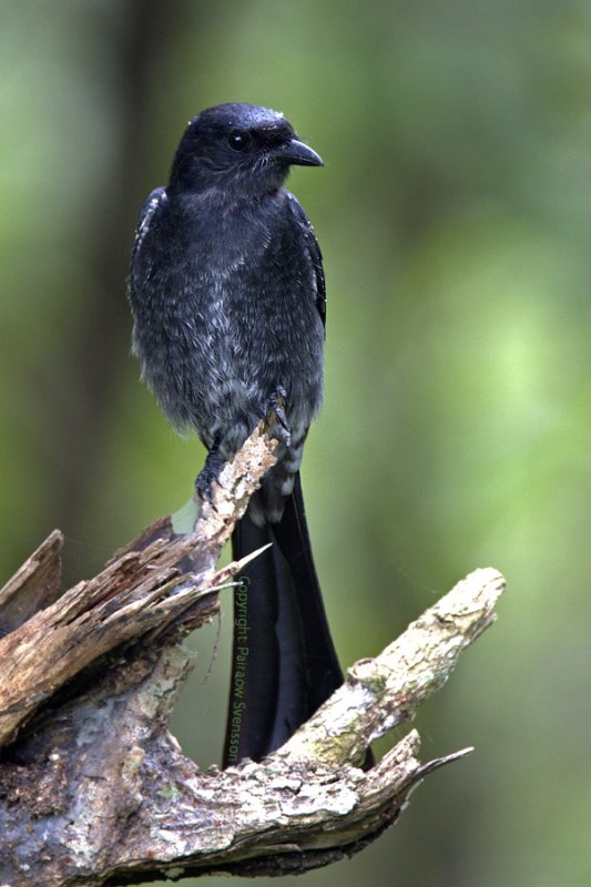 Black Drongo (juvenile)
