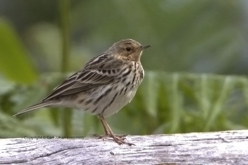 Red-throated Pipit