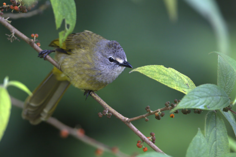 Flavescent Bulbul