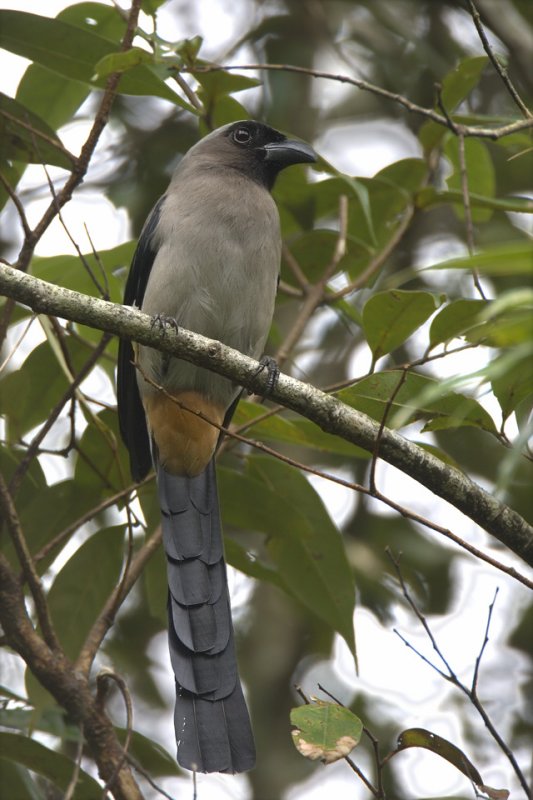 Grey Treepie