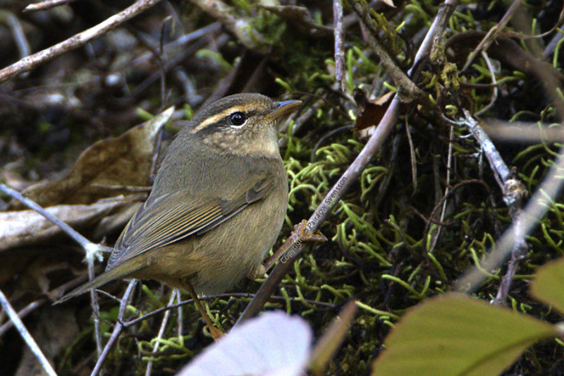 Raddes Warbler