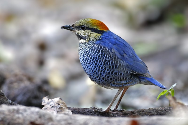 Blue Pitta