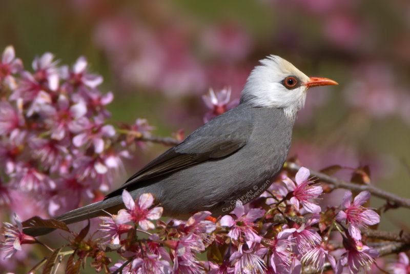 White-headed Bulbul